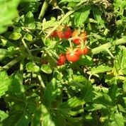 331_KSBio05-958_1920x1920
