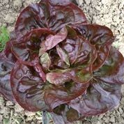 384_KSBio05-961_1920x1920